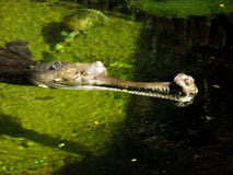 Coccodrillo gharial indiano che si apposta nell'acqua immagine stock libera da diritti Coccodrillo gharial indiano che si apposta nell'acqua immagine stock libera da diritti