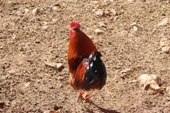 The in the barn Colors are bright royalty free stock photo The in the barn Colors are bright royalty free stock photo
