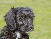 Cockapoo Stock Images Cockapoo Stock Images