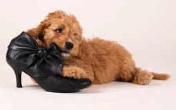 Cockapoo puppy with black shoe Royalty Free Stock Photos Cockapoo puppy with black shoe Royalty Free Stock Photos