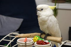 Cockatoo On Playgym Stock Images