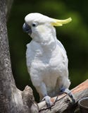 Cockatoo Perched Stock Photography