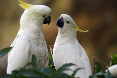 Cockatoos image stock Cockatoos image stock