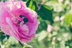 Cockchafer on a pink rose in the garden royalty free stock photo Cockchafer on a pink rose in the garden royalty free stock photo
