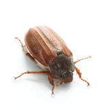 cockchafercommonmelolontha arkivbilder cockchafercommonmelolontha arkivbilder