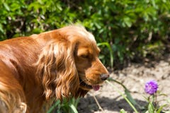 Cockerspaniel royaltyfri bild Cockerspaniel royaltyfri bild