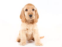 Cockerspaniel Royaltyfri Fotografi Cockerspaniel Royaltyfri Fotografi