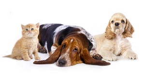 Cockerspanielvalp och basset och kattunge fotografering för bildbyråer Cockerspanielvalp och basset och kattunge fotografering för bildbyråer