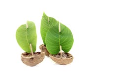 Cockleshell três de um shell da noz com velas Fotografia de Stock Cockleshell três de um shell da noz com velas Fotografia de Stock