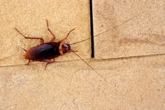 Cockroach Stock Image
