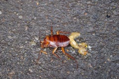 Cockroach Stock Photography
