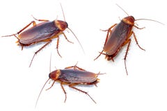 Cockroaches on white background