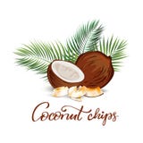 Coconut and palm leaves illustration Stock Image Coconut and palm leaves illustration Stock Image