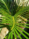 coconut leaf decoration royalty free stock photo coconut leaf decoration royalty free stock photo