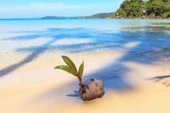 Coconut On The Beach Stock Images Coconut On The Beach Stock Images