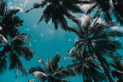 Coconut Palm Trees Against Sky And White Cloud In Tropical Island. Stock Images