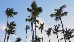 Coconut palm trees and rainbow against blue tropical sky with clouds. Summer tropical vacation stock video footage Coconut palm trees and rainbow against blue tropical sky with clouds. Summer tropical vacation stock video footage