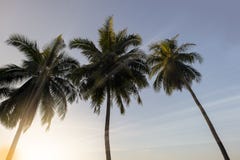 Coconut palm trees at sunset Royalty Free Stock Image Coconut palm trees at sunset Royalty Free Stock Image