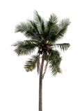 Coconut Tree Royalty Free Stock Image