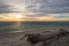A coconut tree log abandoned on the beach of with colorful sunset or sunrise skies stock images A coconut tree log abandoned on the beach of with colorful sunset or sunrise skies stock images