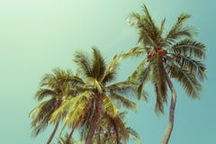 Coconut tree in summer on blue background