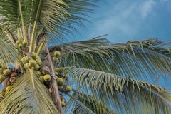 Coconut tree View from the bottom Sky blue royalty free stock image Coconut tree View from the bottom Sky blue royalty free stock image