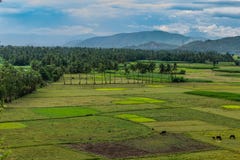 Coconut trees plantation at greenery field with mountain white cloud sky background. This image have taken from a hills of coconut tree plantation. Some animal stock image Coconut trees plantation at greenery field with mountain white cloud sky background. This image have taken from a hills of coconut tree plantation. Some animal stock image