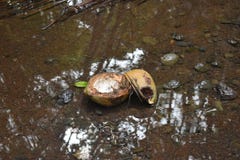 Coconuts sitting in a shallow pool with rocks and mud surrounding royalty free stock photos Coconuts sitting in a shallow pool with rocks and mud surrounding royalty free stock photos