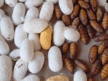 Cocoon Silkworm For Silk Production Stock Photo