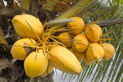 Cocos amarillos hermosos y orgánicos imagen de archivo Cocos amarillos hermosos y orgánicos imagen de archivo