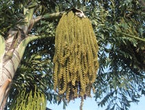 Cocos palm tree and flowers stock photography Cocos palm tree and flowers stock photography