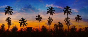 Cocotiers silhouettés contre un ciel de coucher du soleil en Thaïlande Image stock Cocotiers silhouettés contre un ciel de coucher du soleil en Thaïlande Image stock