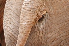 Coda dell'elefante Fotografia Stock Libera da Diritti Coda dell'elefante Fotografia Stock Libera da Diritti