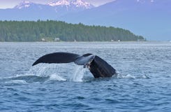 Coda posteriore della balena di Humped, natura, fauna selvatica Alaska immagini stock Coda posteriore della balena di Humped, natura, fauna selvatica Alaska immagini stock