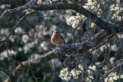Coelebs salvajes del Fringilla del pájaro del pinzón vulgar masculino encaramados en ramas con el flor de la primavera fotografía de archivo libre de regalías Coelebs salvajes del Fringilla del pájaro del pinzón vulgar masculino encaramados en ramas con el flor de la primavera fotografía de archivo libre de regalías