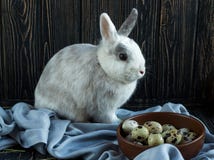 coelho Branco-cinzento que senta-se perto dos ovos de codorniz em um fundo de madeira escuro Dia da Páscoa foto de stock coelho Branco-cinzento que senta-se perto dos ovos de codorniz em um fundo de madeira escuro Dia da Páscoa foto de stock