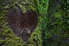 Coeur d'amour sur l'arbre Photographie stock libre de droits Coeur d'amour sur l'arbre Photographie stock libre de droits
