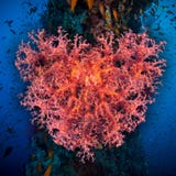 Coeur de Valentine fait de coraux (hemprichi de Dendronephthya) photographie stock libre de droits Coeur de Valentine fait de coraux (hemprichi de Dendronephthya) photographie stock libre de droits