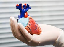 Coeur humain dans la main du docteur Coeur humain dans la main du docteur