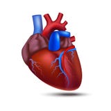 Coeur humain détaillé réaliste de l'anatomie 3d Vecteur illustration stock Coeur humain détaillé réaliste de l'anatomie 3d Vecteur illustration stock