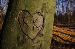 Coeur sur l'arbre Coeur sur l'arbre