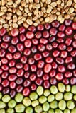 Coffe fasole i świeże jagod fasole Zdjęcia Stock Coffe fasole i świeże jagod fasole Zdjęcia Stock