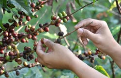 Coffee Beans On A Coffee Tree Royalty Free Stock Image Coffee Beans On A Coffee Tree Royalty Free Stock Image