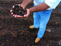 Coffee Harvest In Brazil Royalty Free Stock Photos Coffee Harvest In Brazil Royalty Free Stock Photos