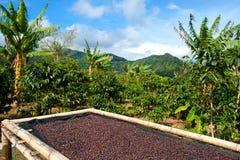 Coffee plantation in Panama, Central America.
