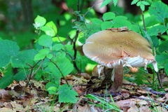 Cogumelo do vesca do Russula fotos de stock Cogumelo do vesca do Russula fotos de stock