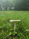 Cogumelo venenoso que cintila na chuva imagens de stock Cogumelo venenoso que cintila na chuva imagens de stock