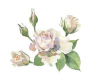 Coin des roses sur un fond blanc illustration stock Coin des roses sur un fond blanc illustration stock