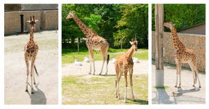 Colagem dos girafas bonitos que andam no jardim zoológico imagem de stock royalty free Colagem dos girafas bonitos que andam no jardim zoológico imagem de stock royalty free