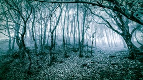 Winter scenic landscape of chilly forest stock photos Winter scenic landscape of chilly forest stock photos